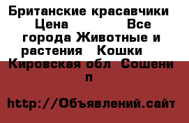Британские красавчики › Цена ­ 35 000 - Все города Животные и растения » Кошки   . Кировская обл.,Сошени п.
